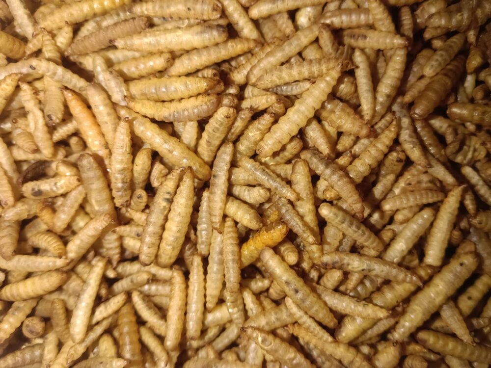Microwave-Dried BSF Larvae
